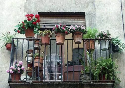 Blomster på balkongen: Hvordan vokse en blomstrende hage