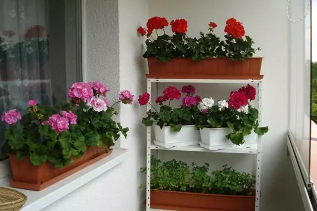 Цвеће на балкону: Како узгајати цватни врт