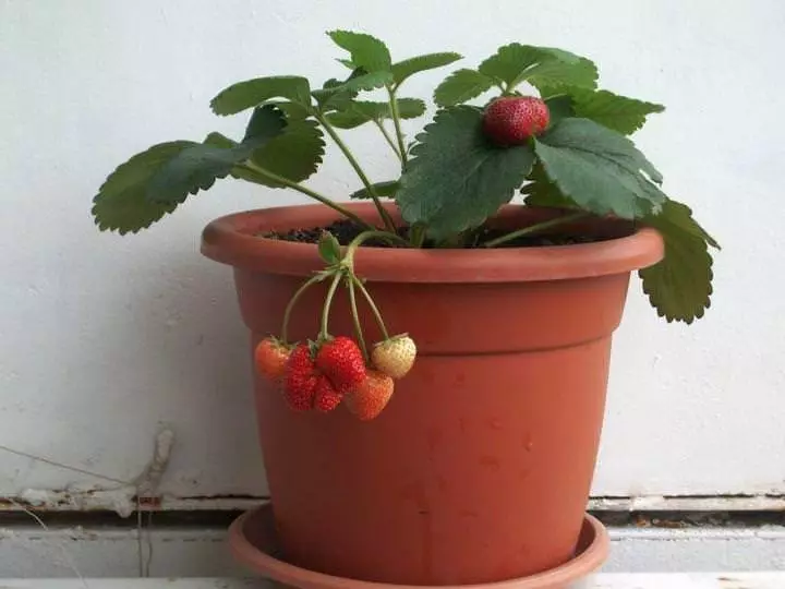 बाल्कनी वर स्ट्रॉबेरी कसे वाढू