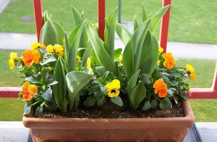 Virágok dobozokban az erkélyen: Angol kert az őslakos lakásban