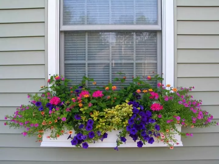Blommor i lådor på balkongen: Engelska Trädgård i den inhemska lägenheten