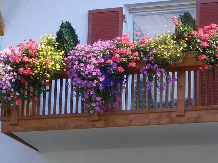 الزهور في صناديق على الشرفة: حديقة الإنجليزية في شقة أصلية