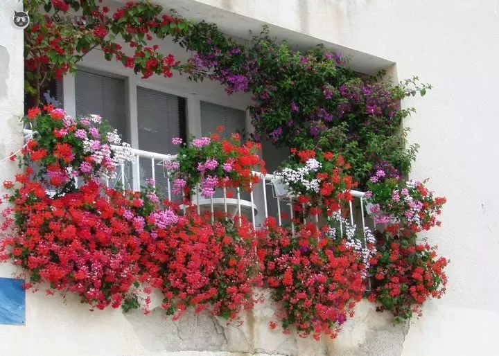 Gėlės dėžėse ant balkono: anglų sodas vietiniame bute