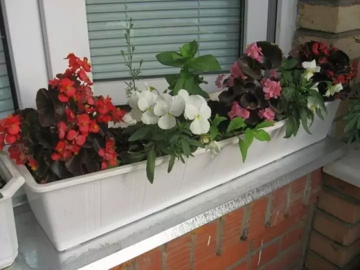 Fiori in scatole sul balcone: giardino inglese nell'appartamento nativo
