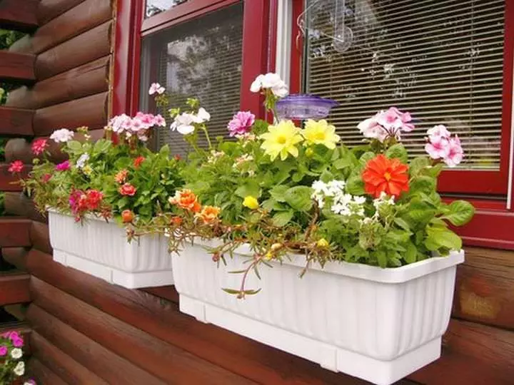 Flowers in boxes on the balcony: English garden in the native apartment