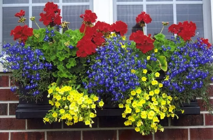 Blumen in Boxen auf dem Balkon: Englischer Garten in der einheimischen Wohnung