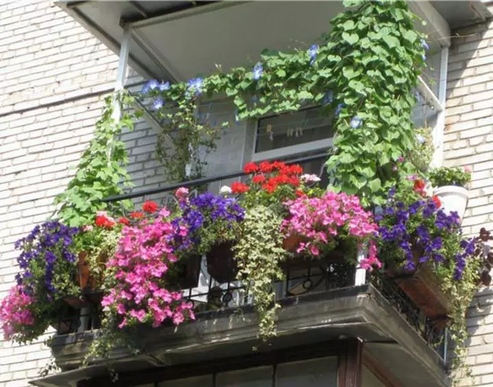 Blommen yn doazen op it balkon: Ingelske tún yn it lânseigen appartemint