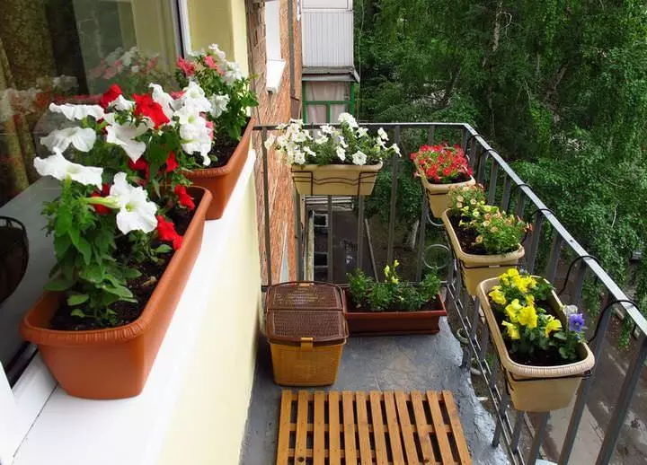 Кветкі ў скрынях на балконе: англійская сад ў роднай кватэры