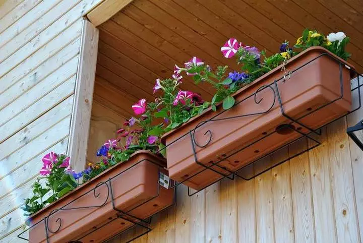 在阳台上的框中的花：本地公寓的英国园林