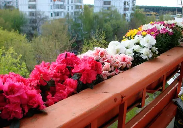 Flores en cajas en el balcón: Jardín inglés en el apartamento nativo.