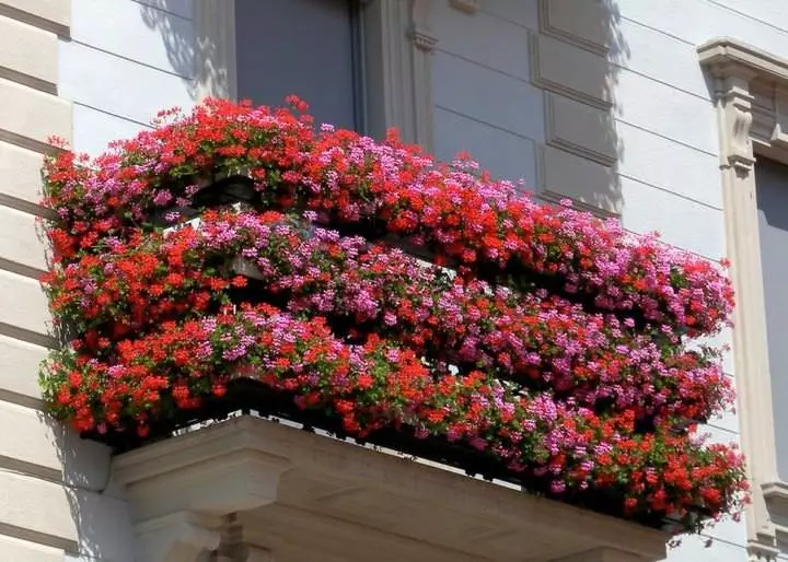 פרחים בקופסאות במרפסת: גן אנגלי בדירה יליד