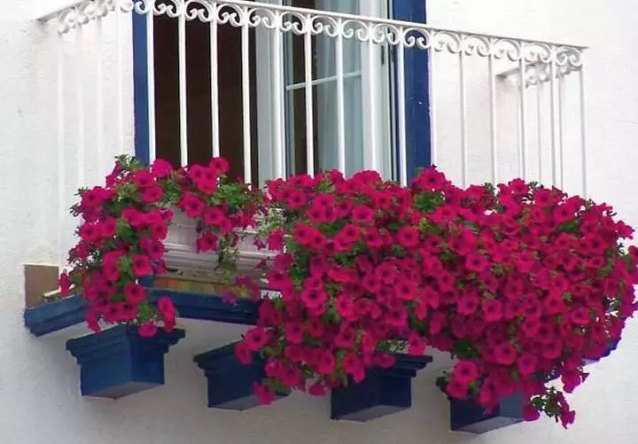 Bloemen in dozen op het balkon: Engelse tuin in het inheemse appartement