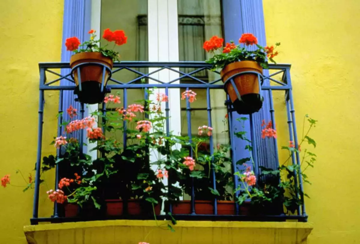 We selecteren bloemen voor het balkon: zonnige kant