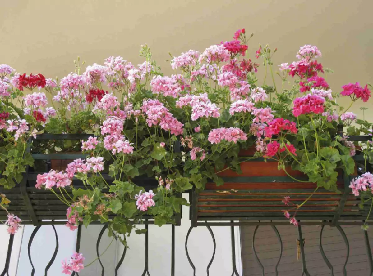 Seleccionamos flores para el balcón: lado soleado.