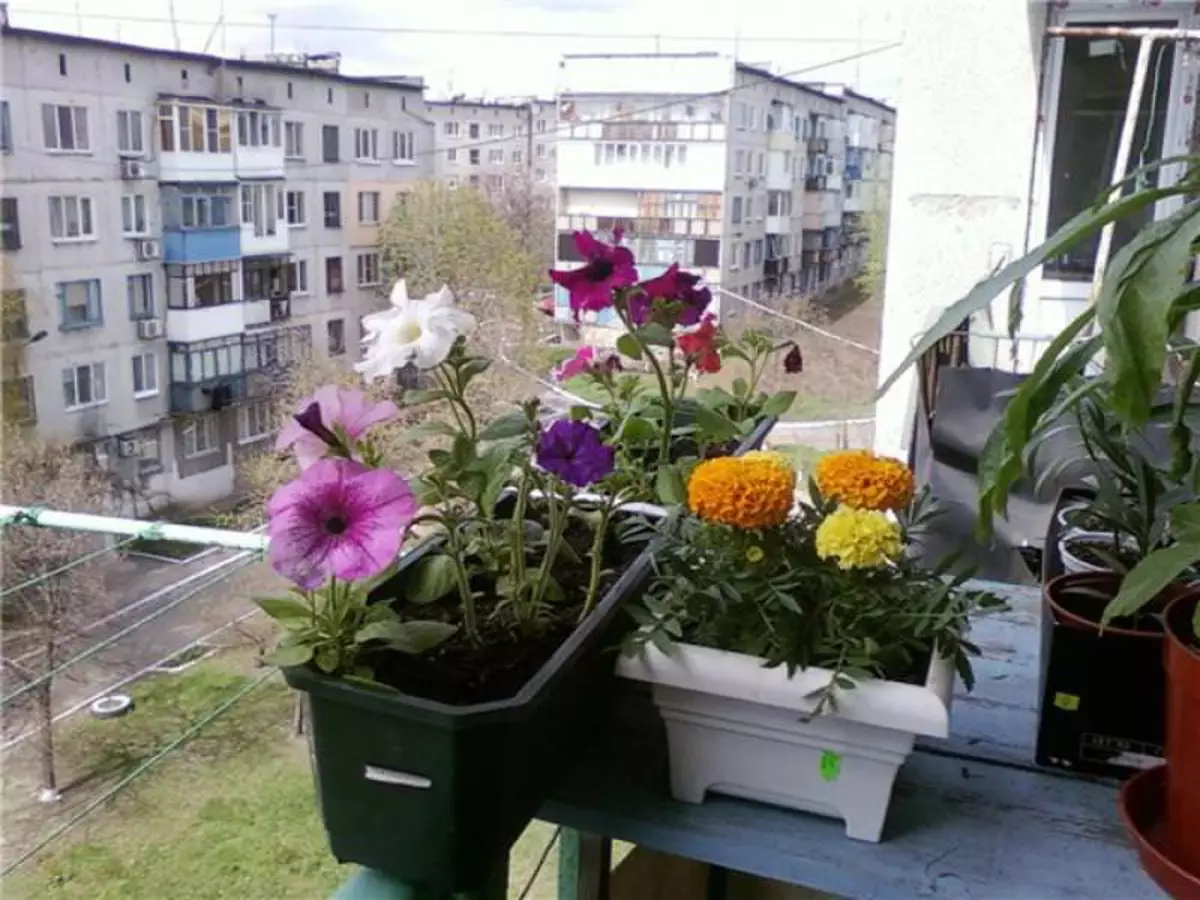 Vyberieme kvety na balkón: Sunny Side