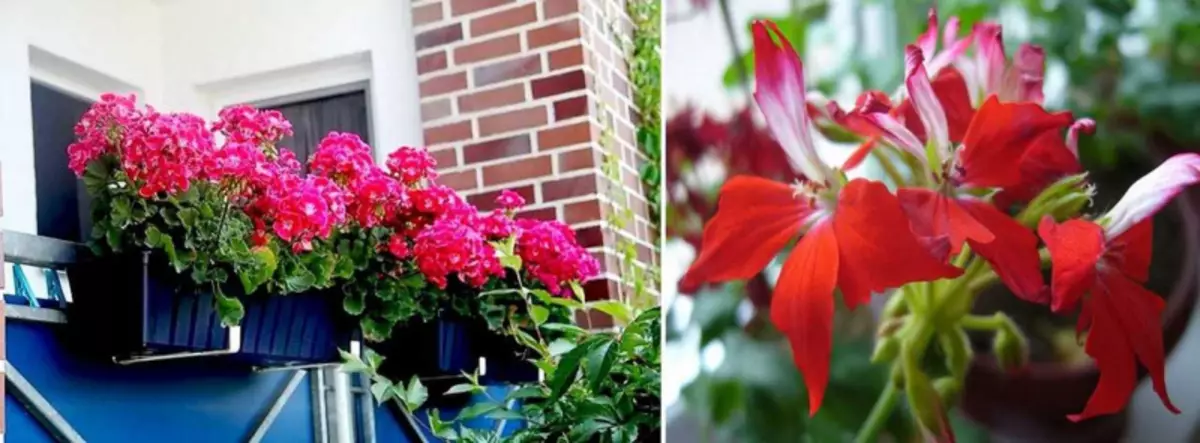 Seleccionamos flores para el balcón: lado soleado.