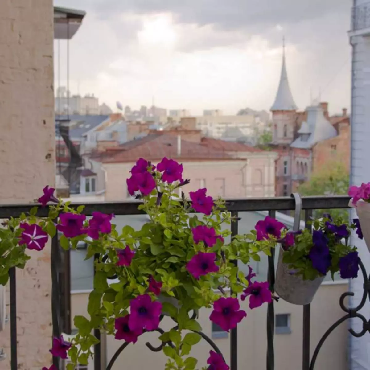 Vyberieme kvety na balkón: Sunny Side