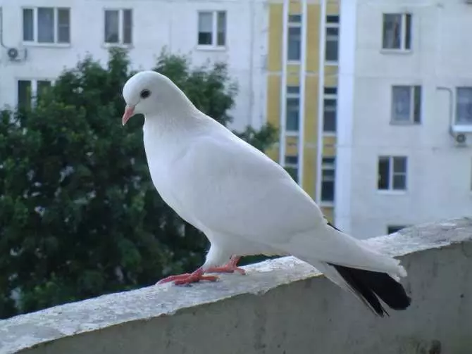 Comment se débarrasser des pigeons sur le balcon: trace prouvé