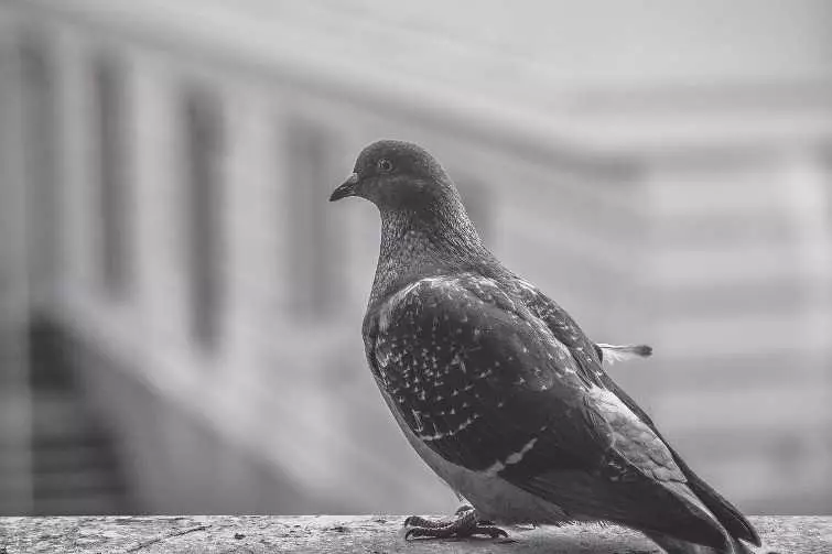 Како да се ослободите од гулаби на балконот: докажан начин