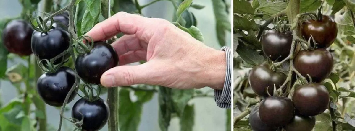 Вирощуємо помідори черрі на балконі: корисні поради