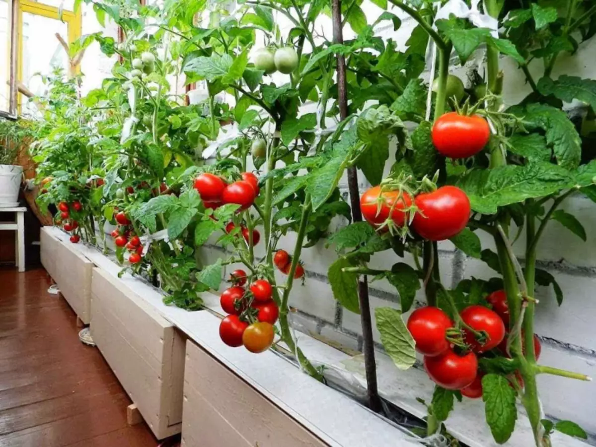 Gerezi tomateak hazten ditugu balkoian: Aholku erabilgarriak