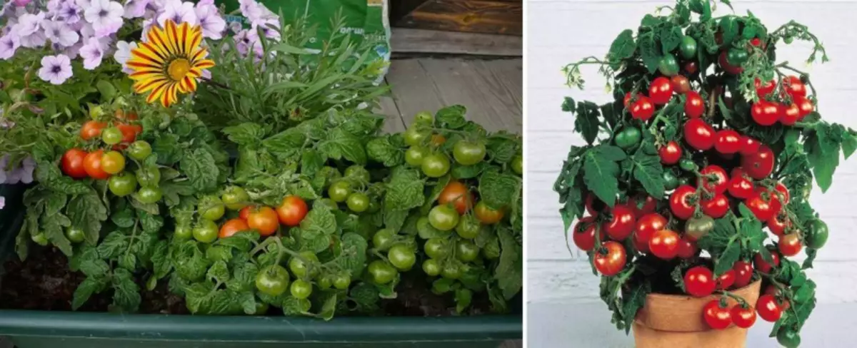 Ni kreskas ĉerizajn tomatojn sur la balkono: utilaj konsiloj