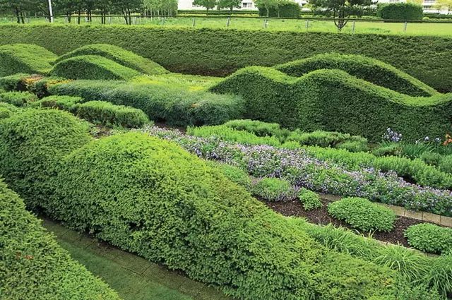 Arbustos para coberturas vivas en el país: Selección y siembra de plantas (30 fotos)