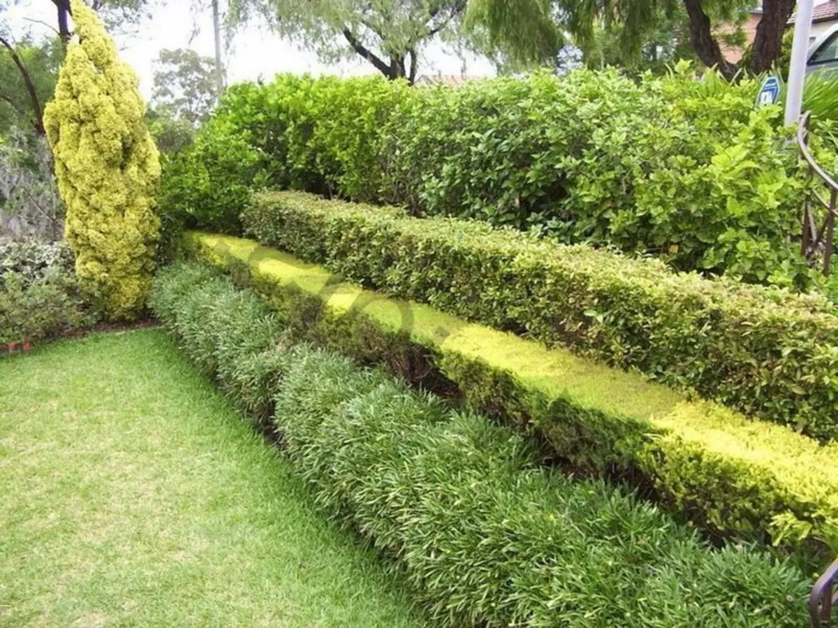 Arbustos para hedges de vida no país: seleção e plantação de plantas (30 fotos)