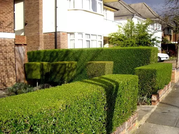 Struike vir lewende heininge in die land: seleksie en aanplant van plante (30 foto's)