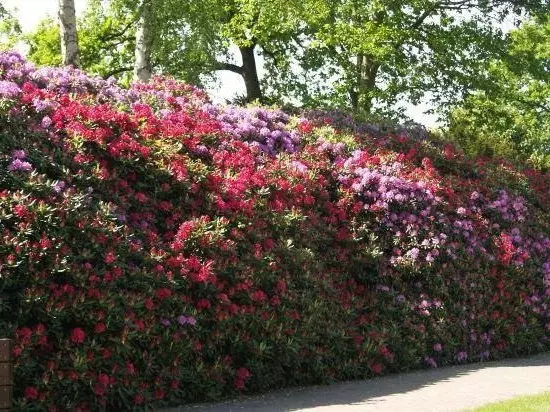 Ti pyebwa pou hedges k ap viv nan peyi a: seleksyon ak plante nan plant (30 foto)