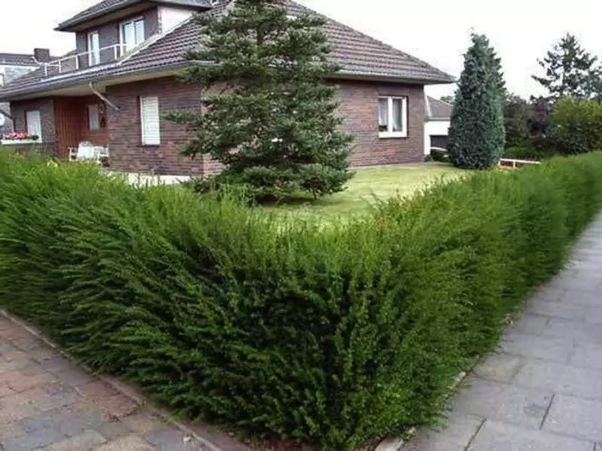 Sträich fir lieweg Hecken am Land: Auswiel a Planzung vu Planzen (30 Fotoen)