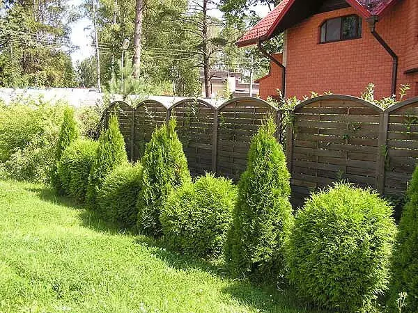 Buskar för levande häckar i landet: urval och plantering av växter (30 bilder)