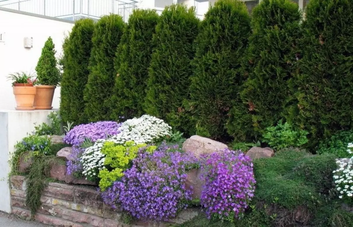 Shrubs for Living Hedges di negara ini: Pemilihan dan Penanaman Tumbuhan (30 Foto)