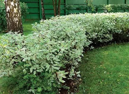 Shrubs for Living Hedges di negara ini: Pemilihan dan Penanaman Tumbuhan (30 Foto)