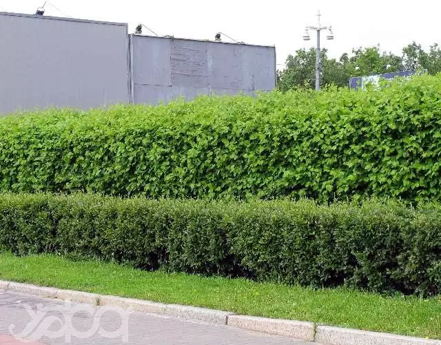 Shrubs for Living Hedges di negara ini: Pemilihan dan Penanaman Tumbuhan (30 Foto)