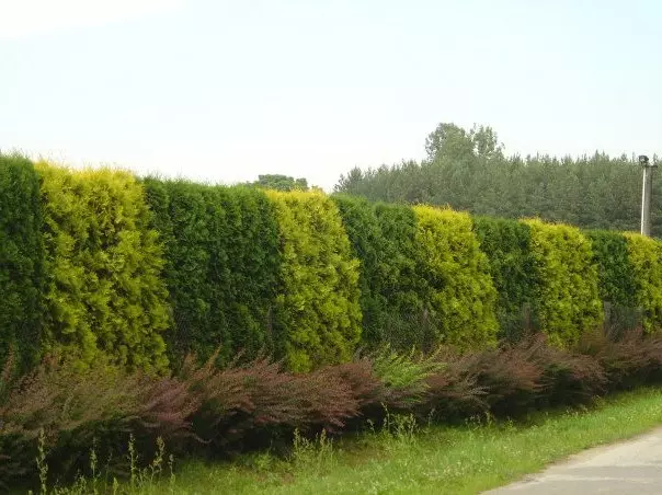 Shrubs for Living Hedges di negara ini: Pemilihan dan Penanaman Tumbuhan (30 Foto)