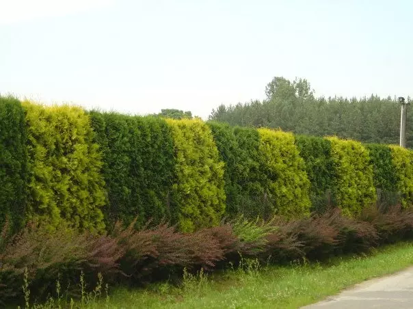 Shrubs for living hedges sa bansa: pagpili at planting ng mga halaman (30 mga larawan)