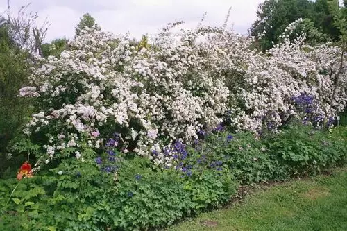 Shrubs for Living Hedges di negara ini: Pemilihan dan Penanaman Tumbuhan (30 Foto)