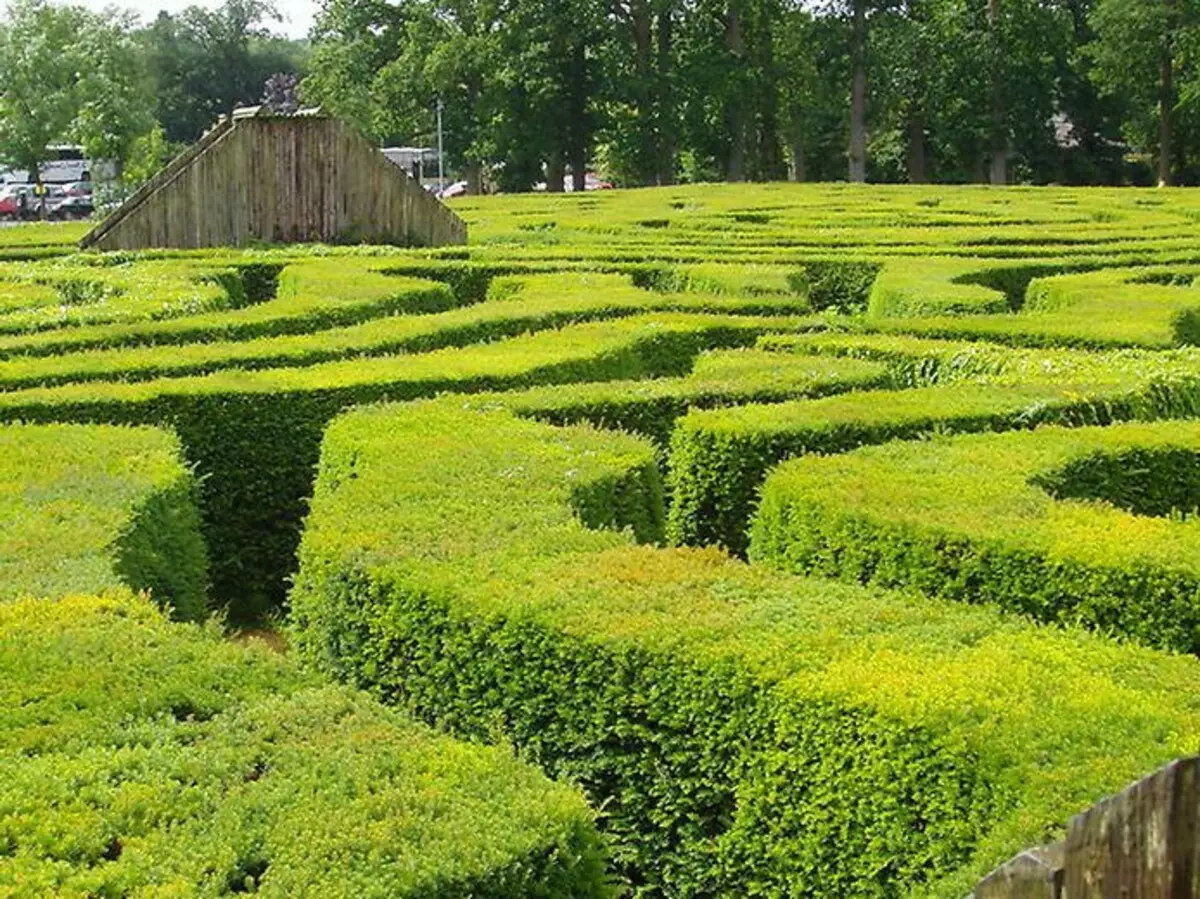 Arbustos per a cobertures vives al país: selecció i plantació de plantes (30 fotos)