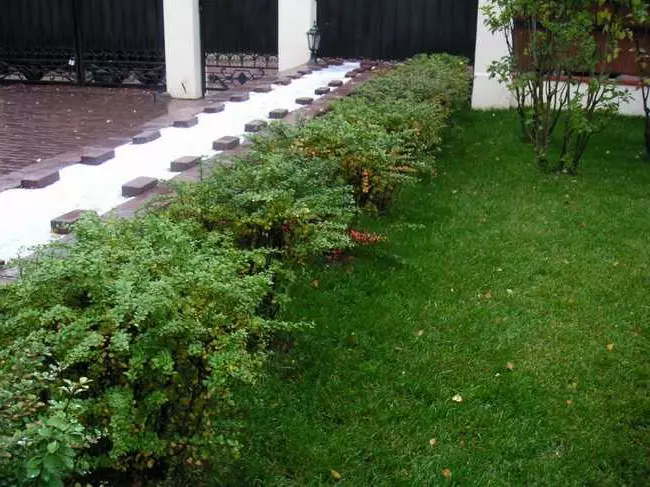 ბარაბები საცხოვრებელი ჰეჯირებისათვის: მცენარეთა შერჩევა და გამწვანება (30 ფოტო)