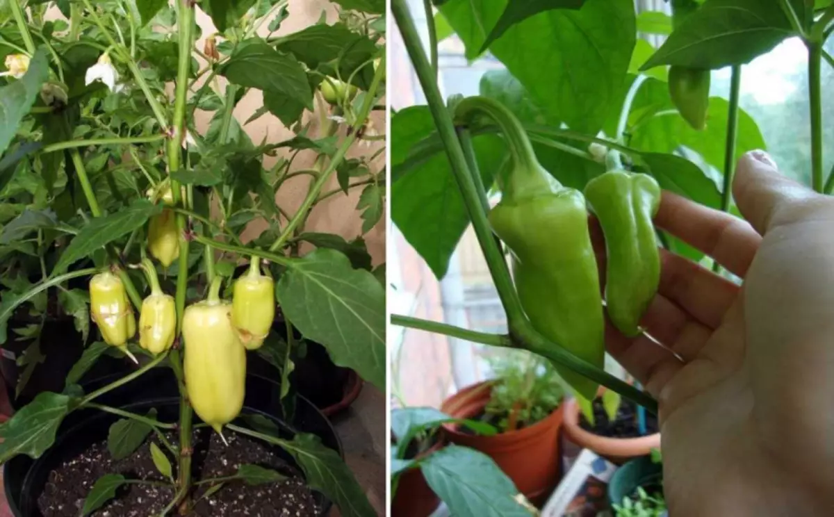 Paprika op het balkon: groeien, de juiste aanpak