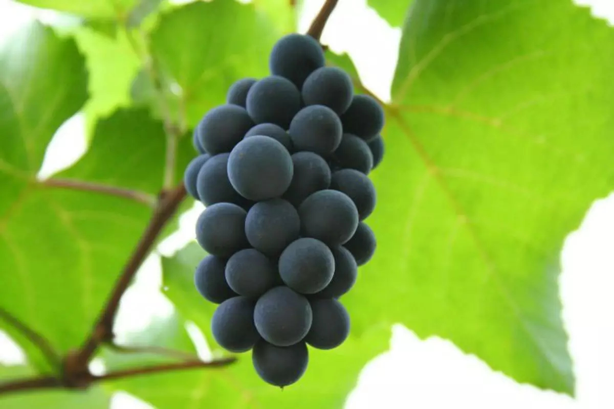 Divje grozdje na balkonu: raste pravilno