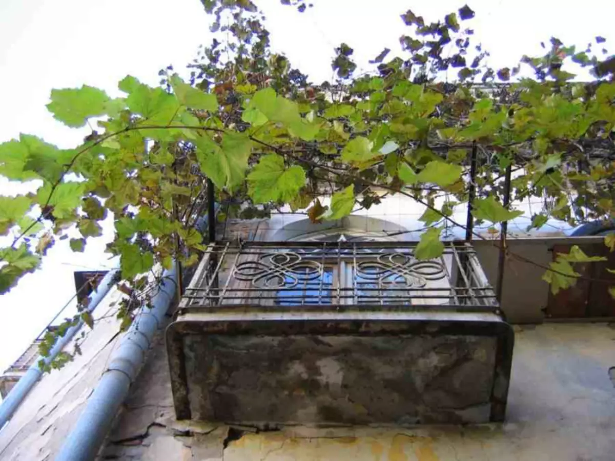 Посадить виноград в горшке. Дикий виноград на балконе. Виноград на лоджии. Виноградник на балконе. Вырастить виноград на балконе.