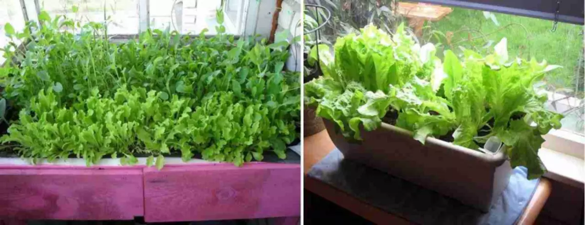 Comment faire pousser des verts sur le balcon: le mini-jardin le faire vous-même