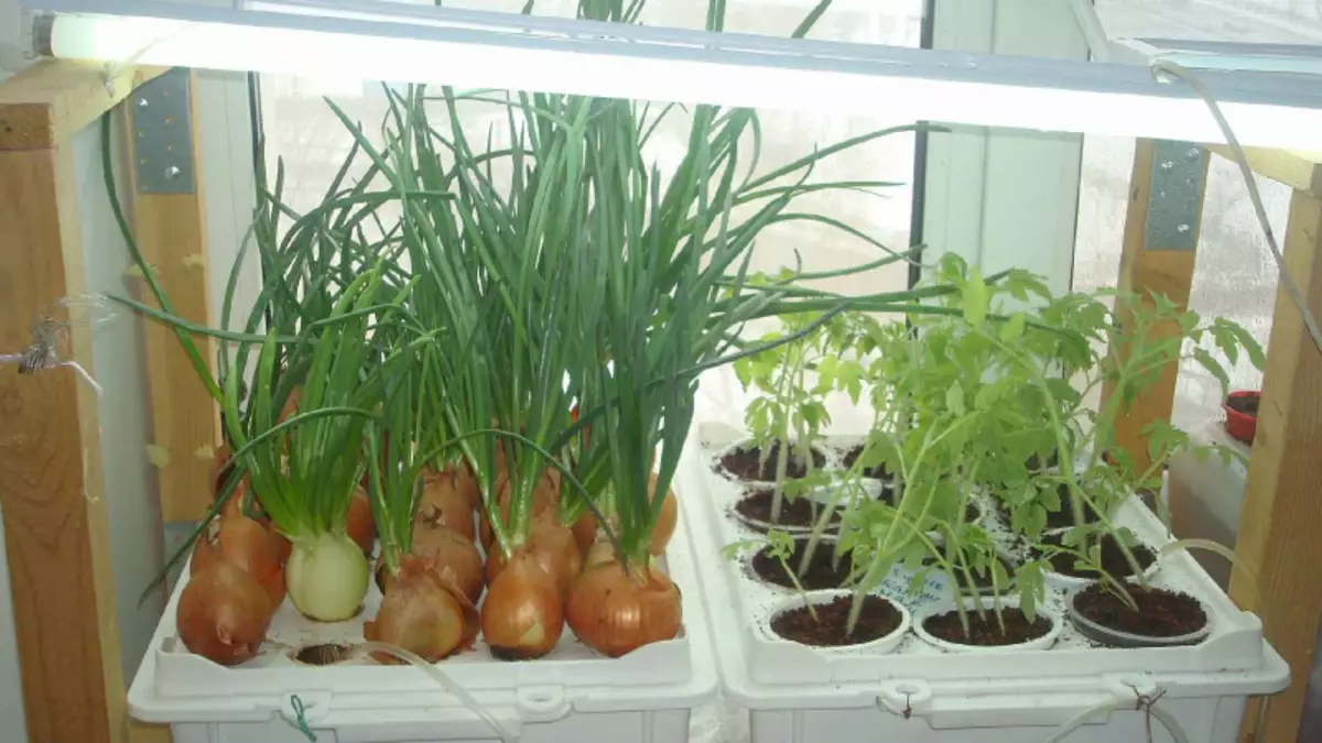 Wie man Grünen auf dem Balkon anbauen kann: Mini-Garten Tun Sie es selbst