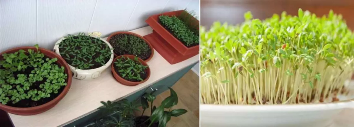 Hoe om groente op die balkon te groei: Mini-Garden doen dit self