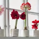 [Planten in het huis] Hoe te zorgen voor Amarillis thuis?