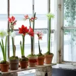 [Planten in het huis] Hoe te zorgen voor Amarillis thuis?