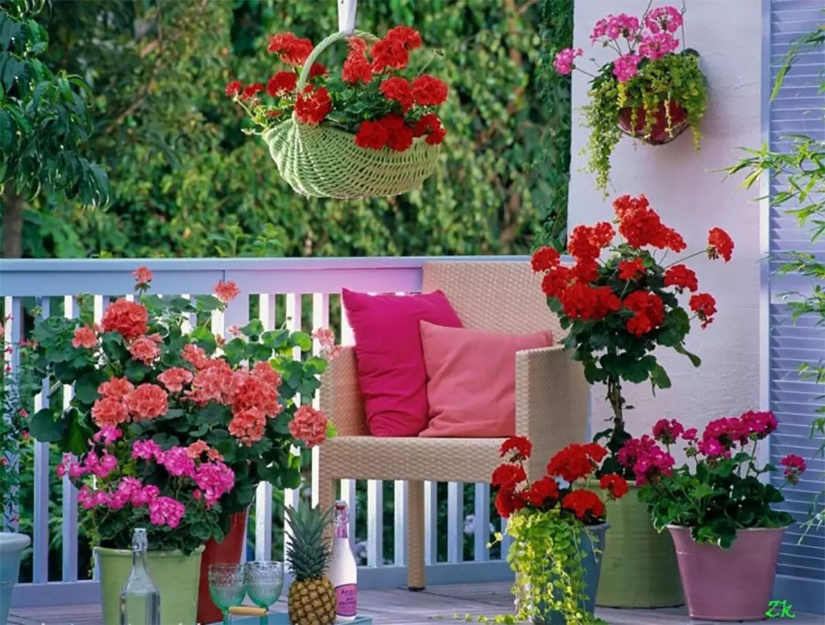 [Planter i huset] Hvilke blomster passer til en solbalkon?