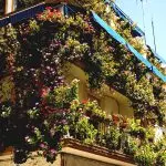 [Plantas na casa] Quais flores são adequadas para uma varanda do sol?